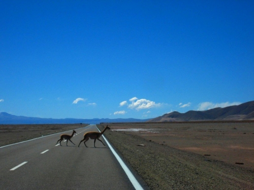 vicuna salta.jpg