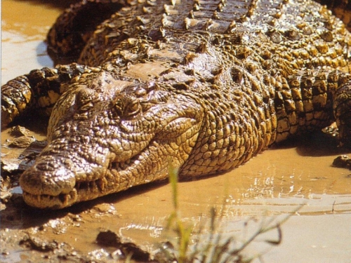 crocodile_006.jpg