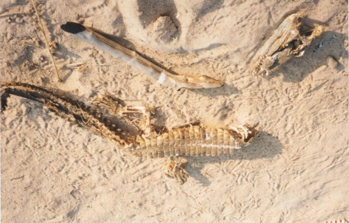 survivor,crocodile,it accessory,pirogue,pokanel,madagascar