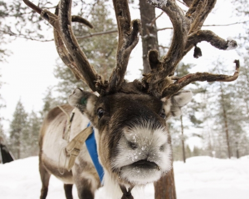 finlande9.jpg
