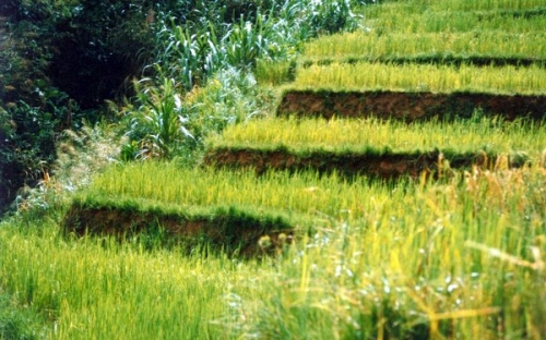 distribution de riz,funky town,madagascar,pokanel